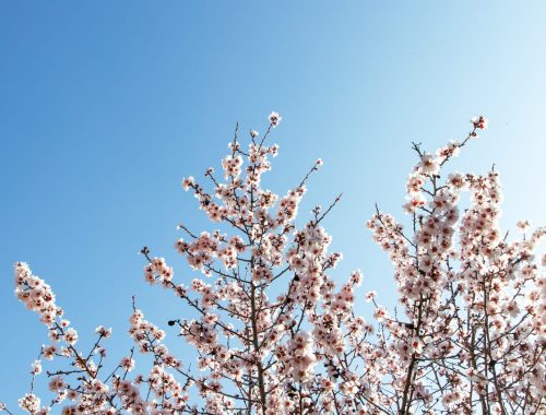 flors primavera-4