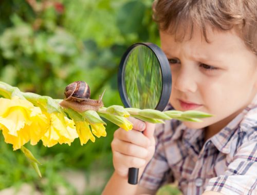 happy-little-boy-playing-in-the-park-with-snail-P35W269.jpg